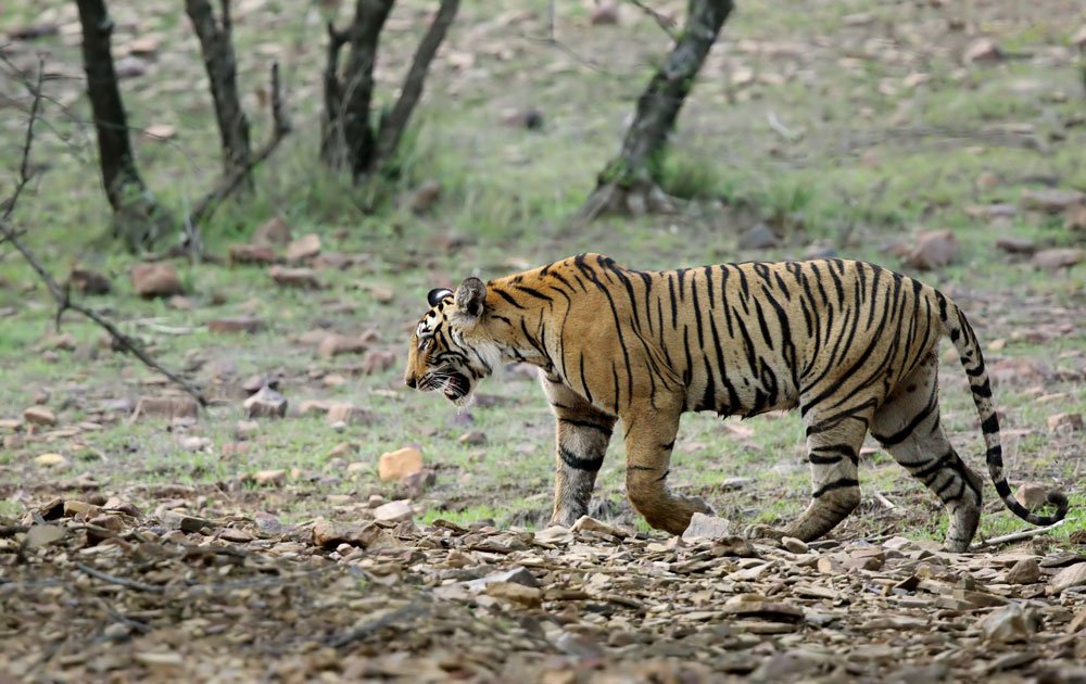 Save bengal tiger